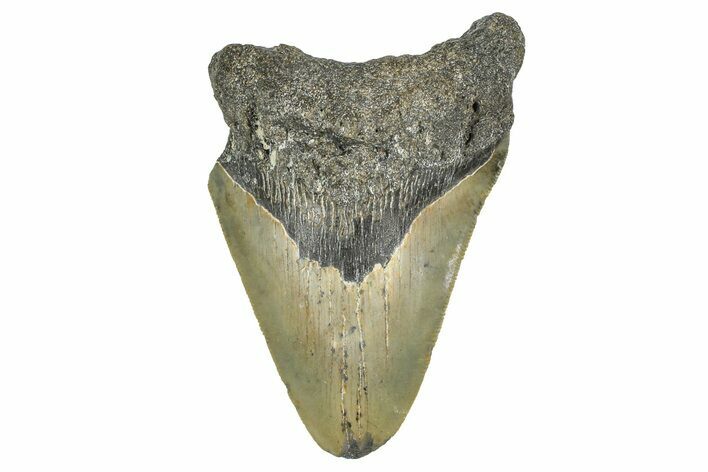Bargain, Fossil Megalodon Tooth - North Carolina #371713